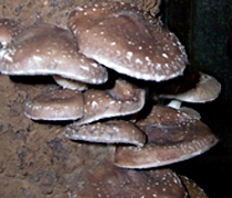 Shiitake-Pilze