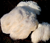 Hericium-Pilze