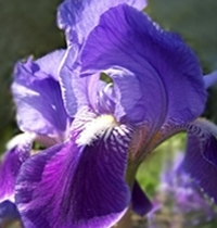 Irisbluete