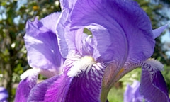 Bild von Irisblume